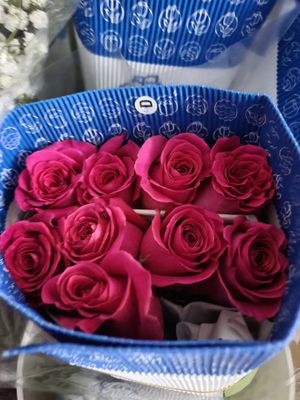 Pink Roses 