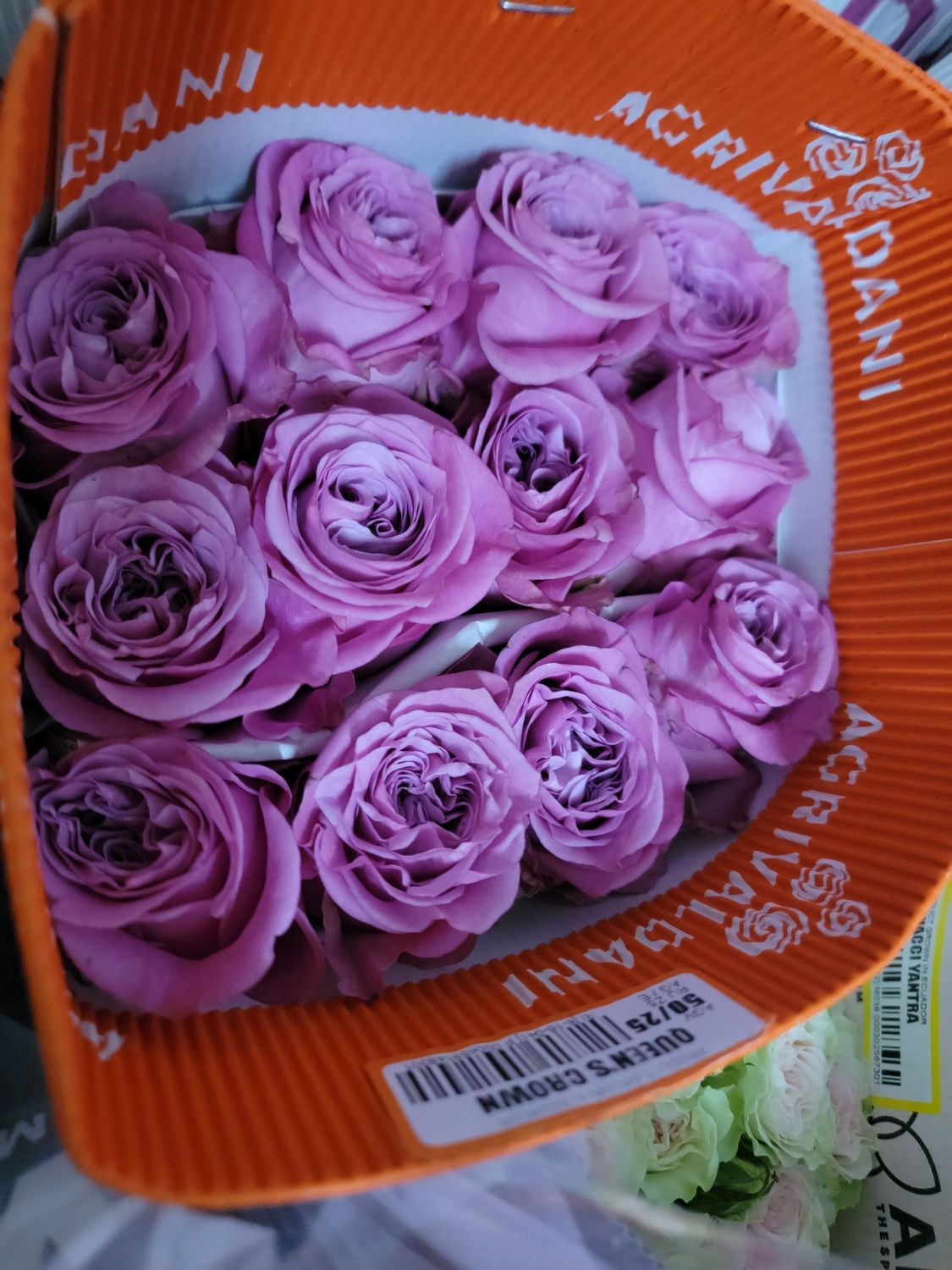 Lilac Roses