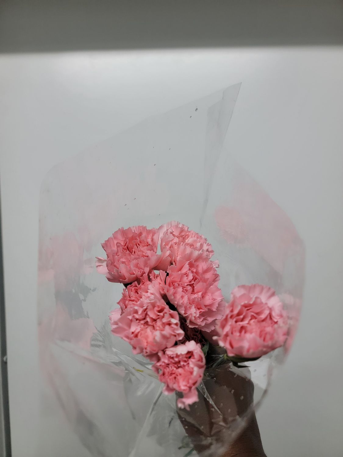Carnations Pink