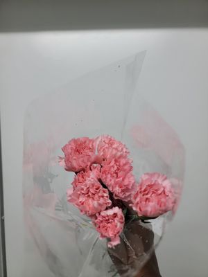 Carnations Pink