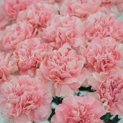 Carnations Pink