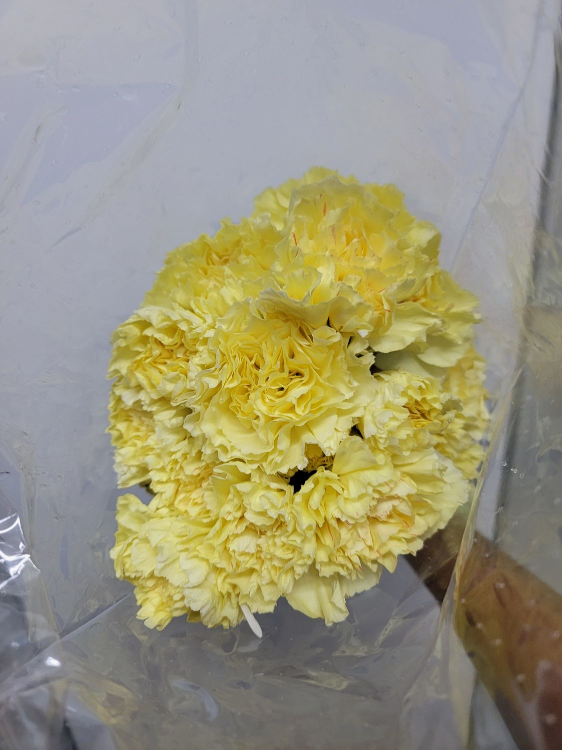 Carnations Yellow