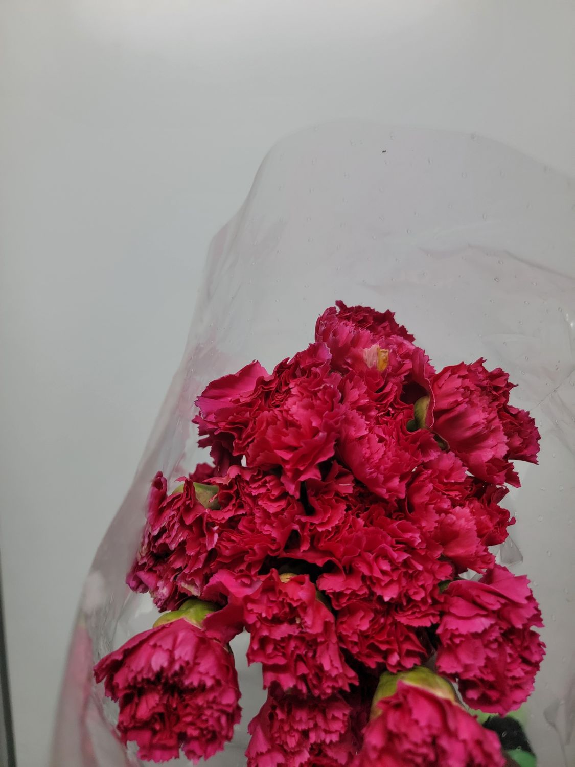 Carnations Red
