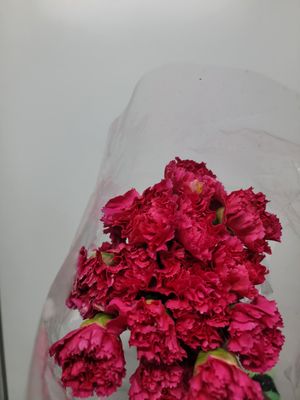 Carnations Red