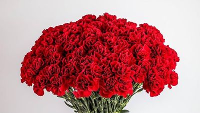 Carnations Red