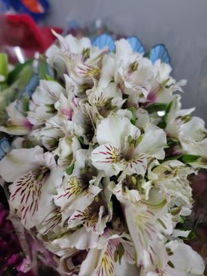 Alstromaria white per stem 