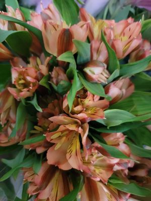 Alstromaria Orange - per stem