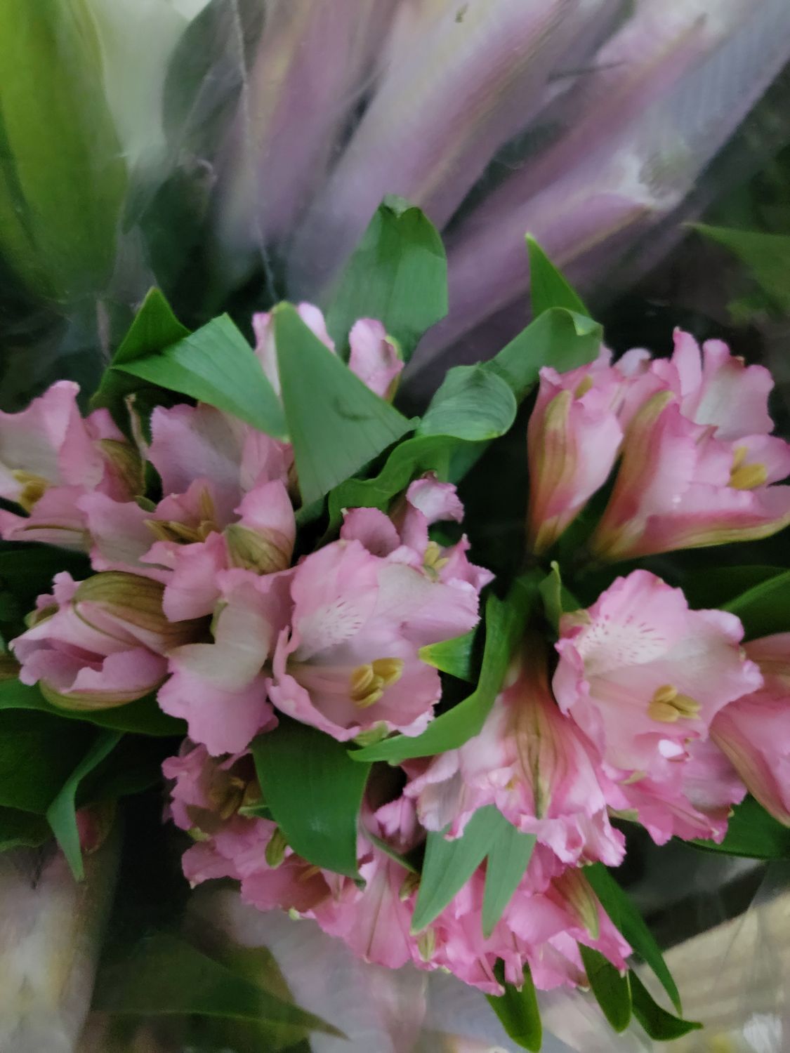 Alstromaria pink per stem