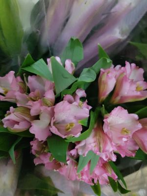 Alstromaria pink per stem