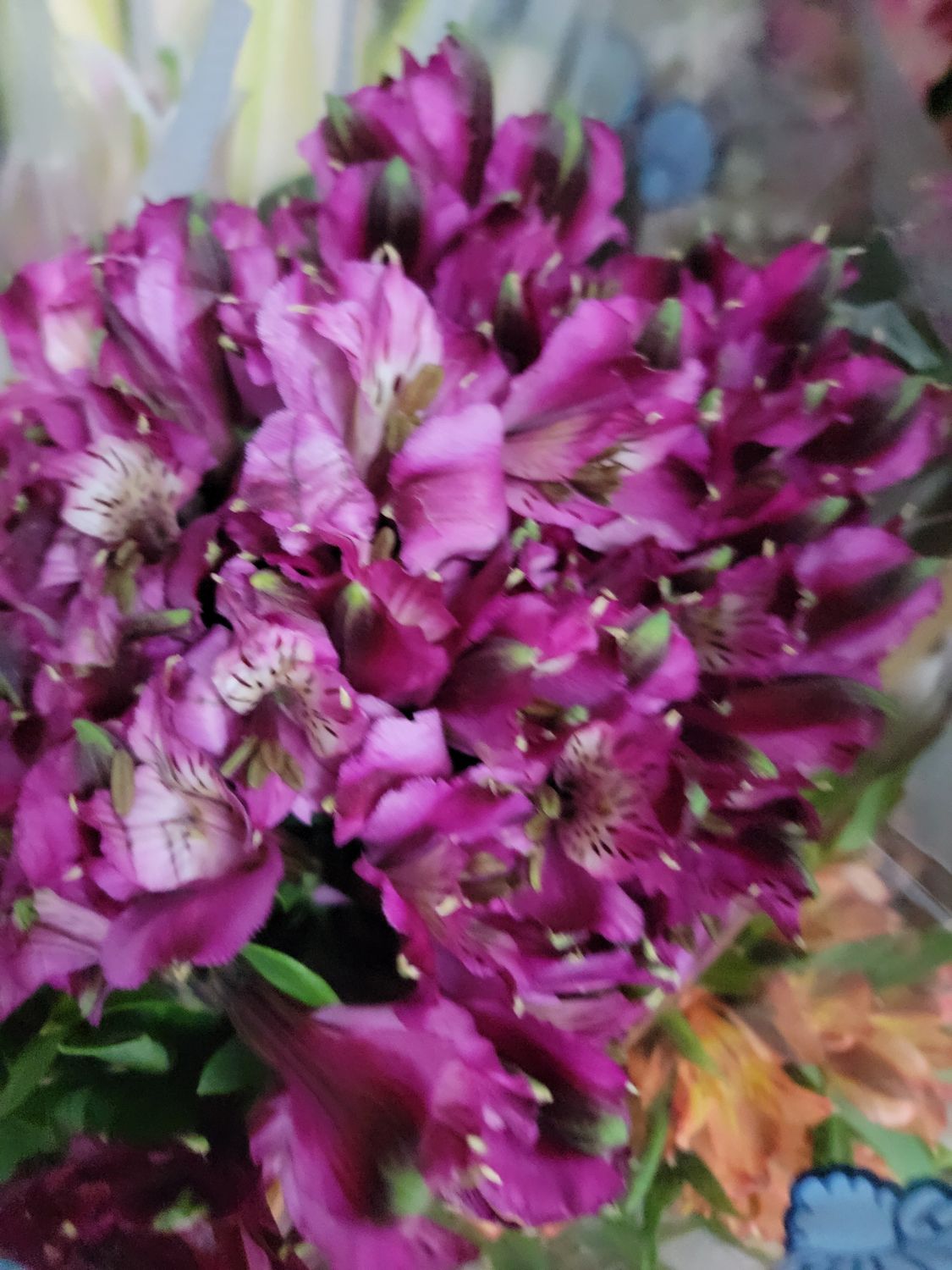 Alstromaria purple per stem