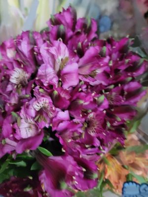 Alstromaria purple per stem