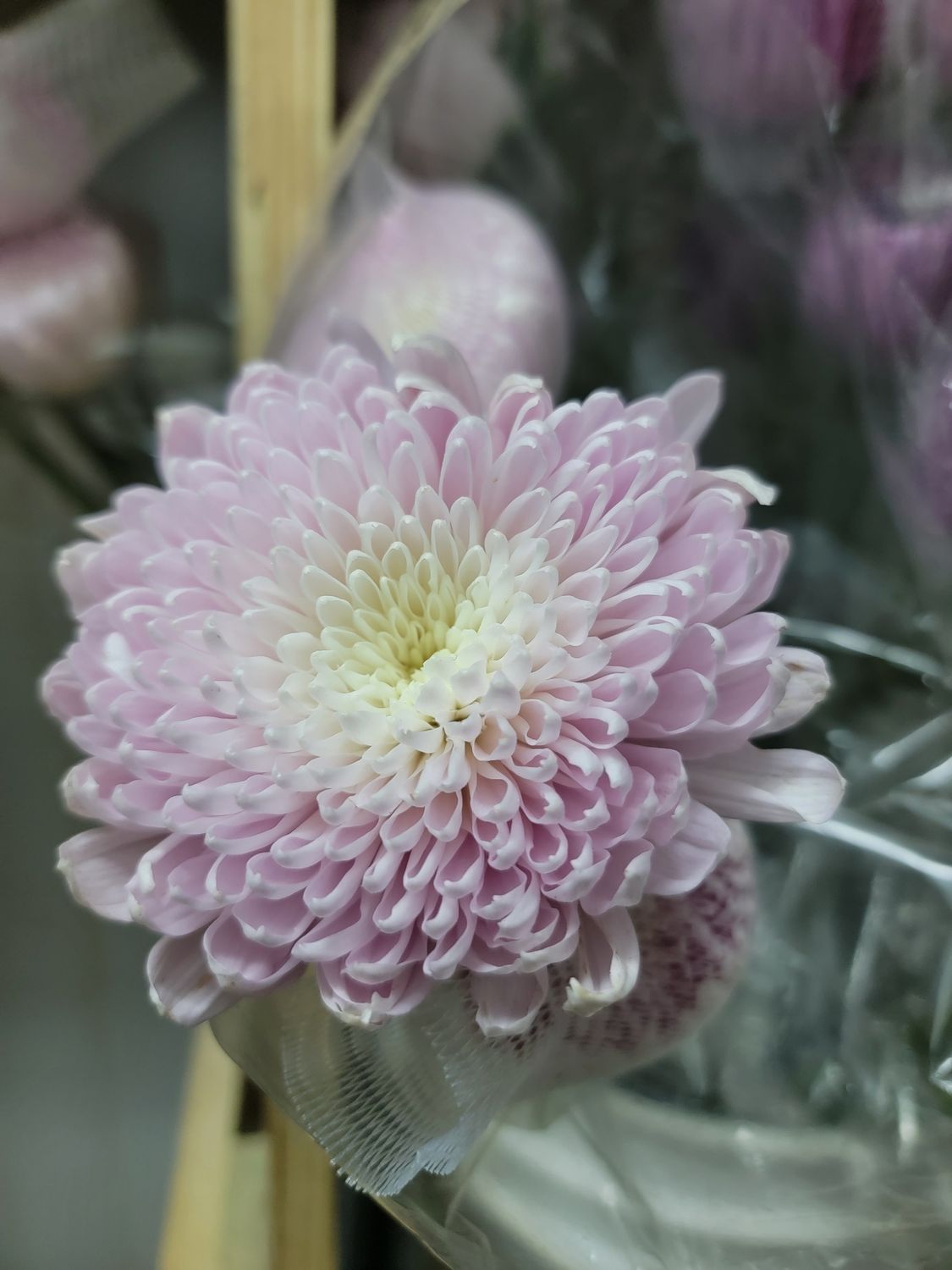 Cremons /Spider lilic