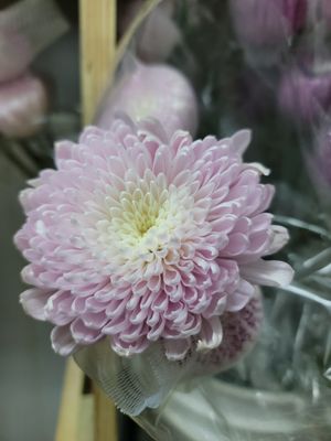 Cremons /Spider lilic