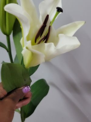 Lily Stargazer - white