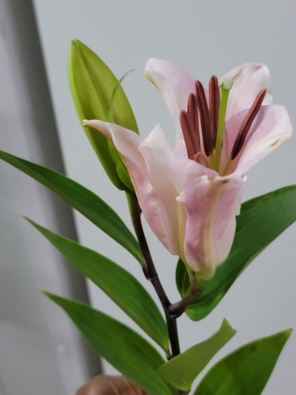 Lily stargazer  Pink