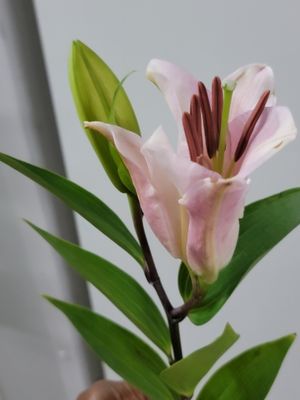 Lily stargazer  Pink