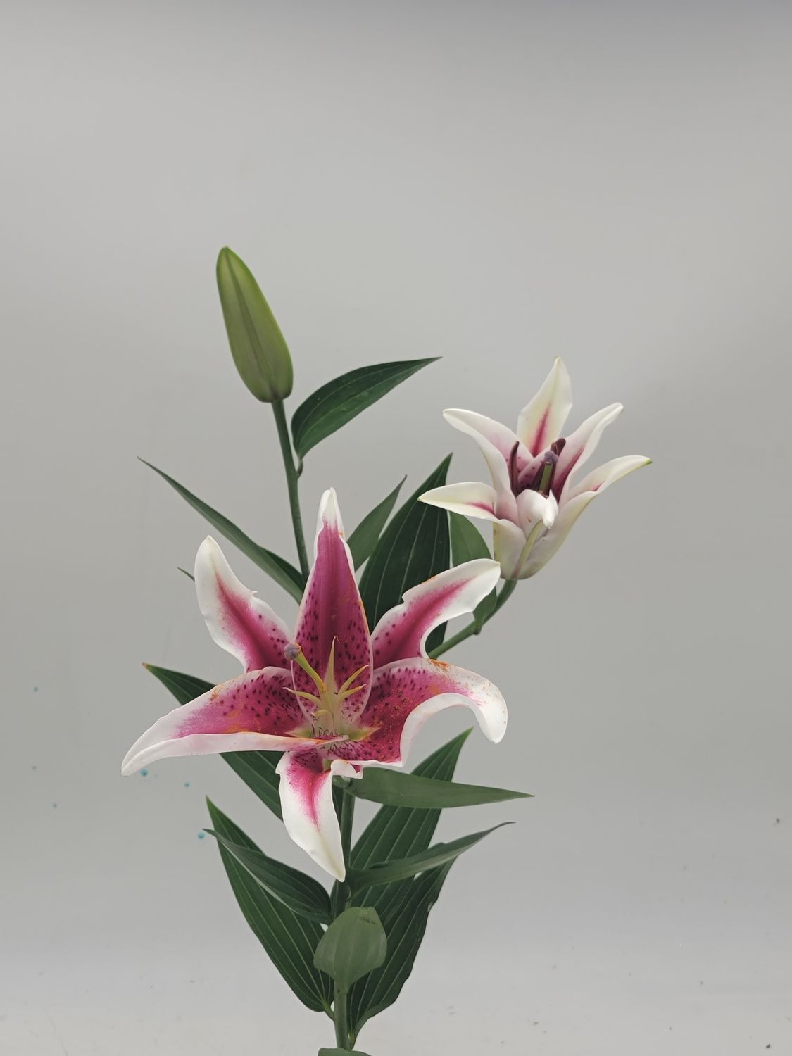 Lily stargazer  