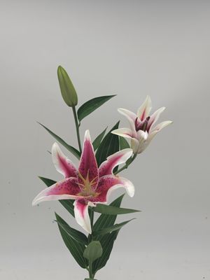 Lily stargazer  