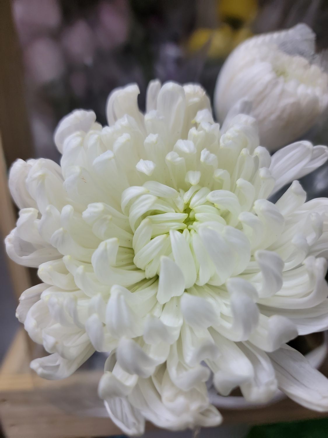 Cremons/Spider Mums white