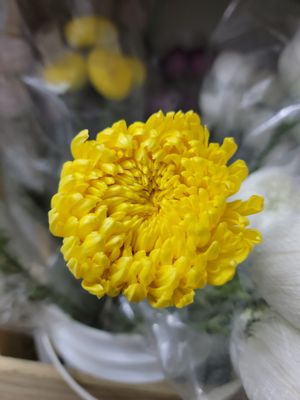 Cremons/ Spider Yellow