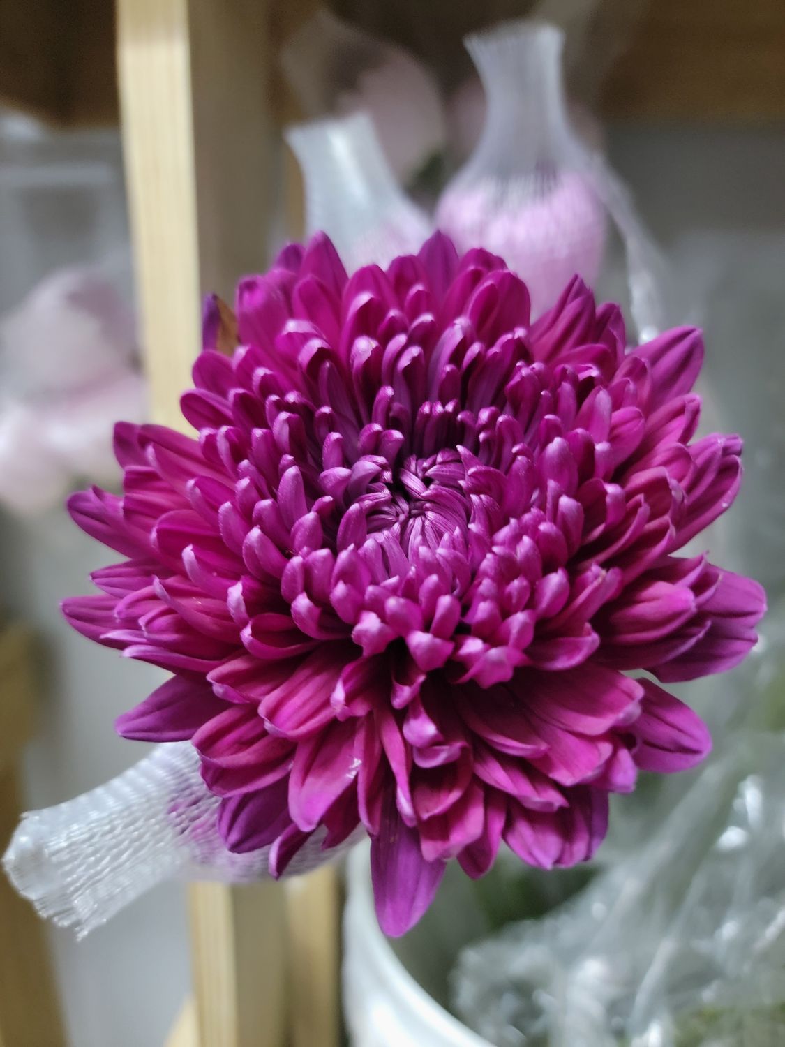 Cremons/Spider. - purple