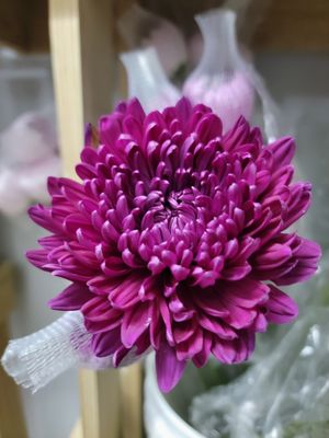 Cremons/Spider. - purple