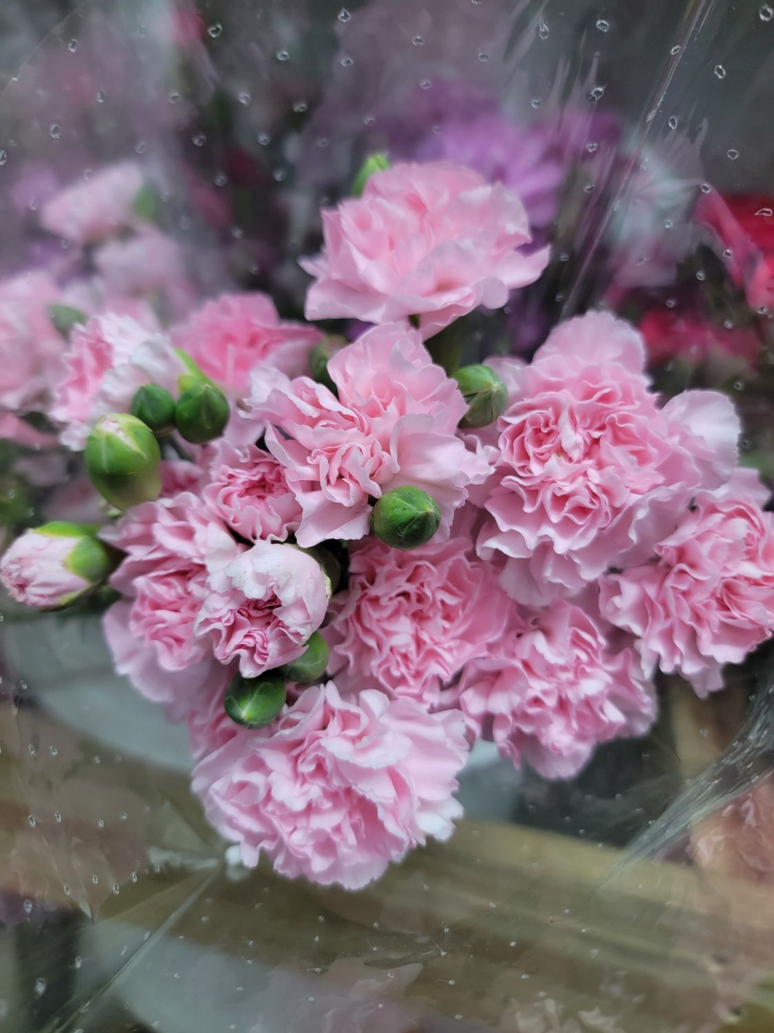 Mini Carnations - pink per stem 
