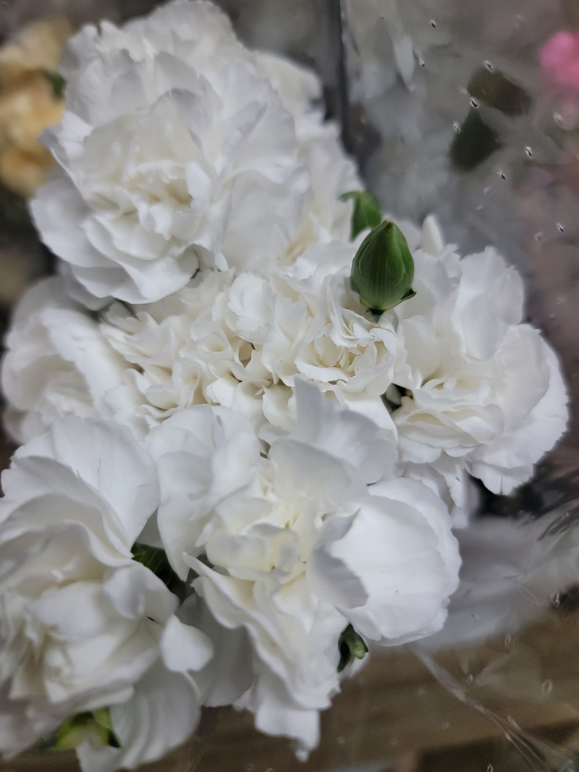 Mini Carnations  - white per stem