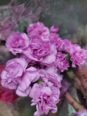 Mini Carnations  - Lilac per stem