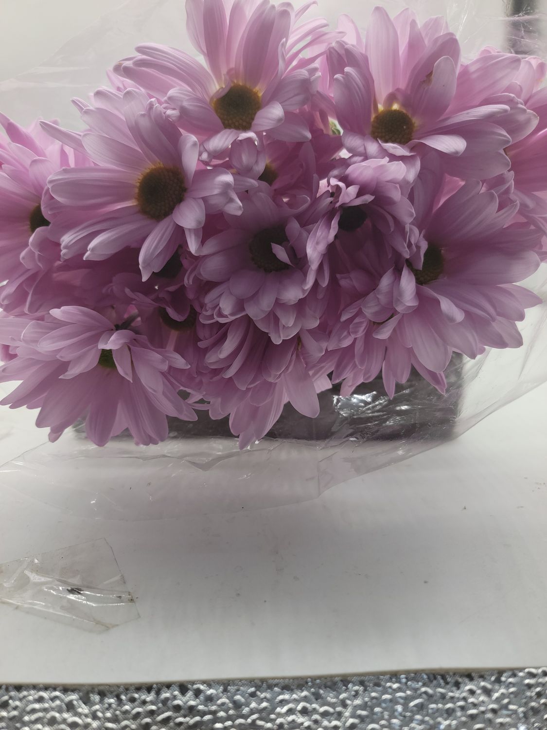 Lilac daisy 