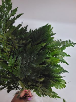 Leather leaf per bunch