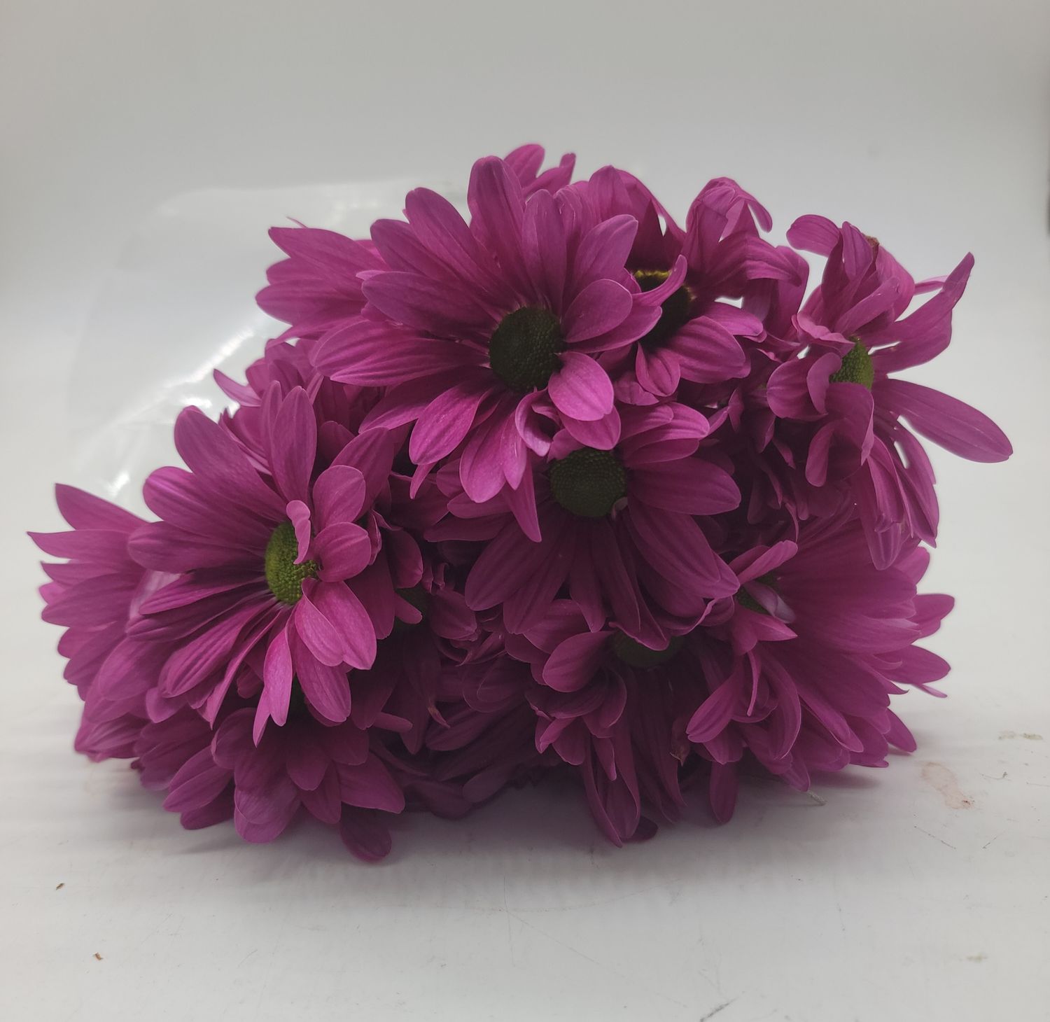 Daisy purple - per stem