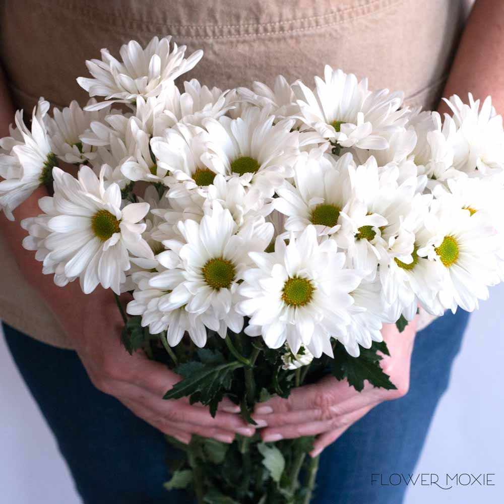 Daisy - white per stem