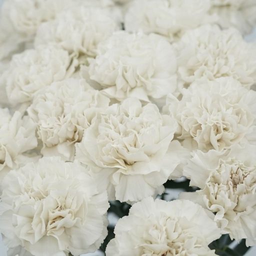 Carnations  White