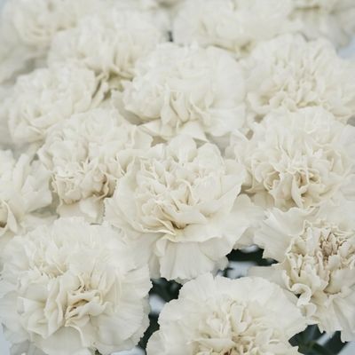 Carnations  White
