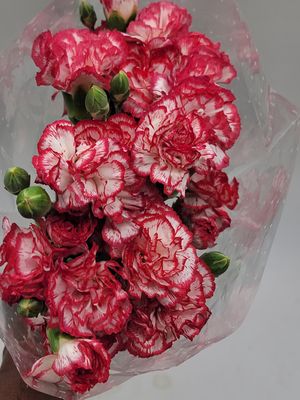 Mini Carnations - Red and White per stem