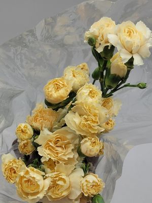 Mini Carnations - Yellow per stem