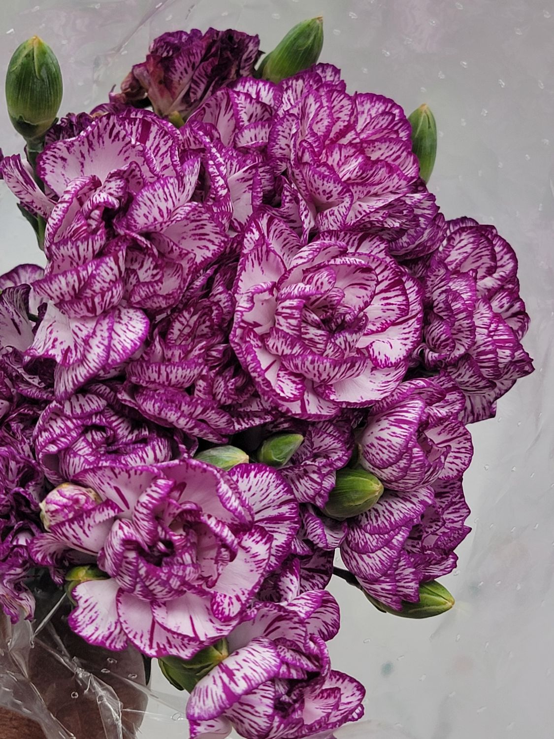 Mini Carnations  - Varigated purple