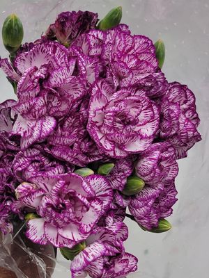 Mini Carnations  - Varigated purple