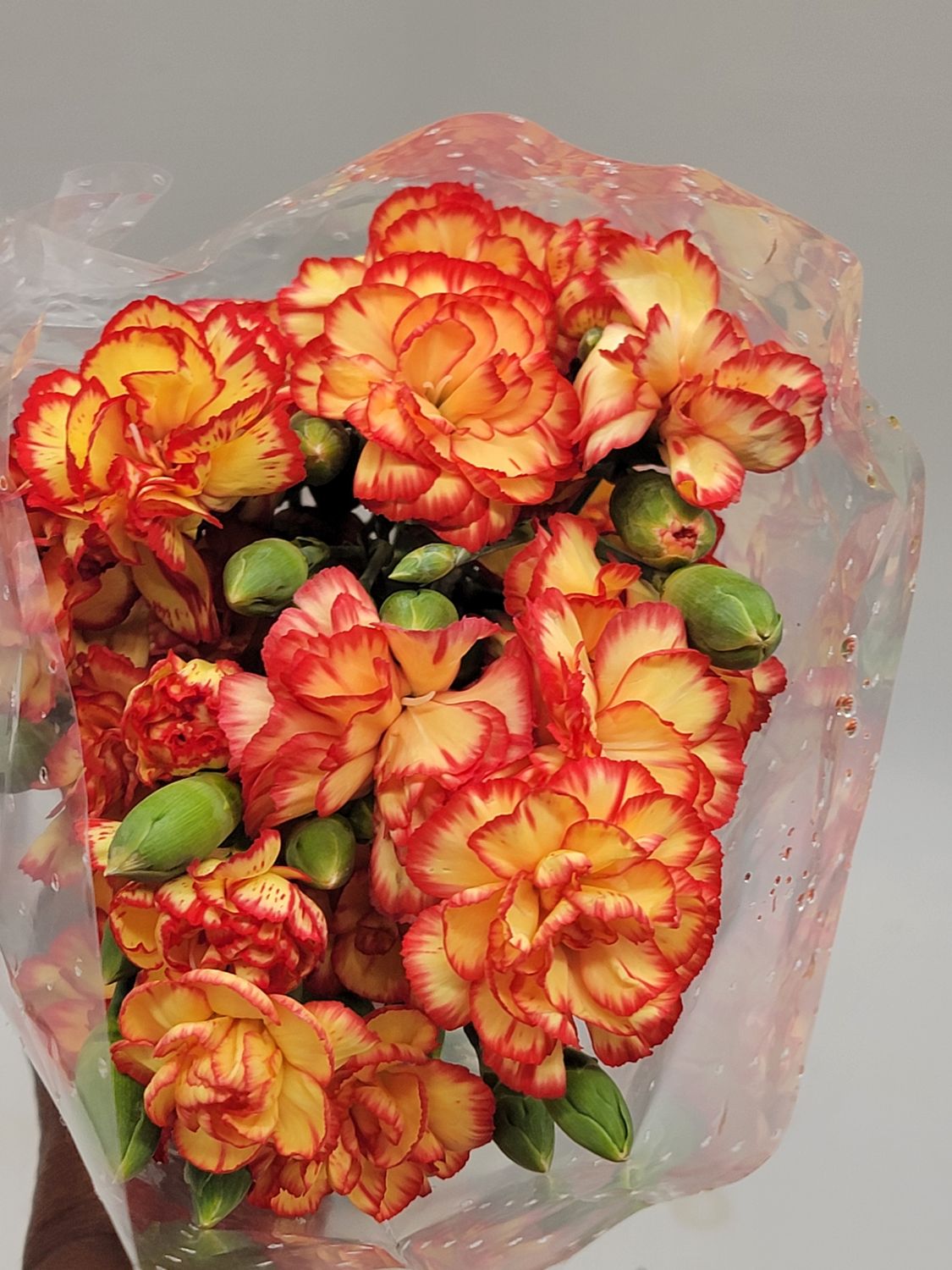 Mini Carnations  - Orange /  per stem