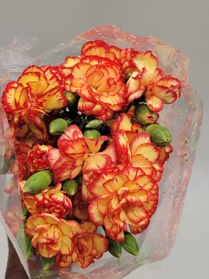 Mini Carnations  - Orange /  per stem