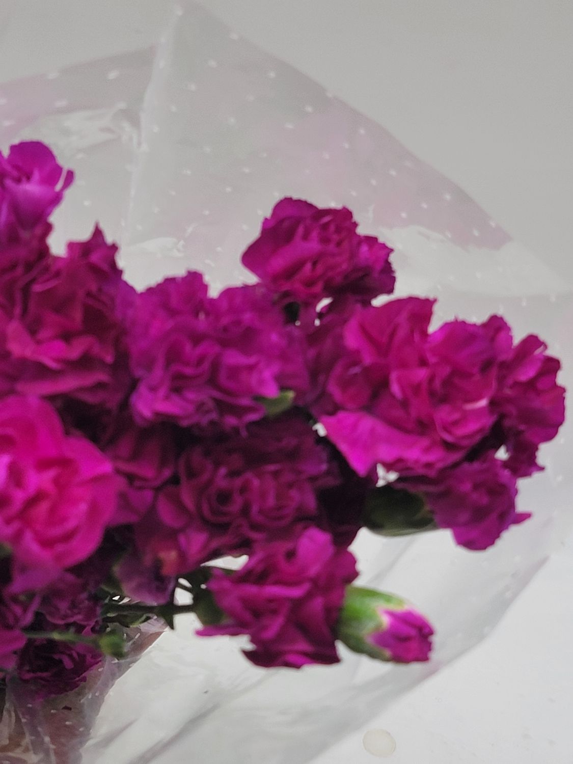 Mini Carnations - deep pink , per stem