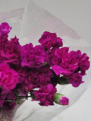 Mini Carnations - deep pink , per stem