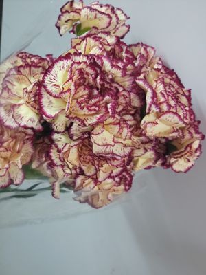 Carnation - Yellow and purple variated 