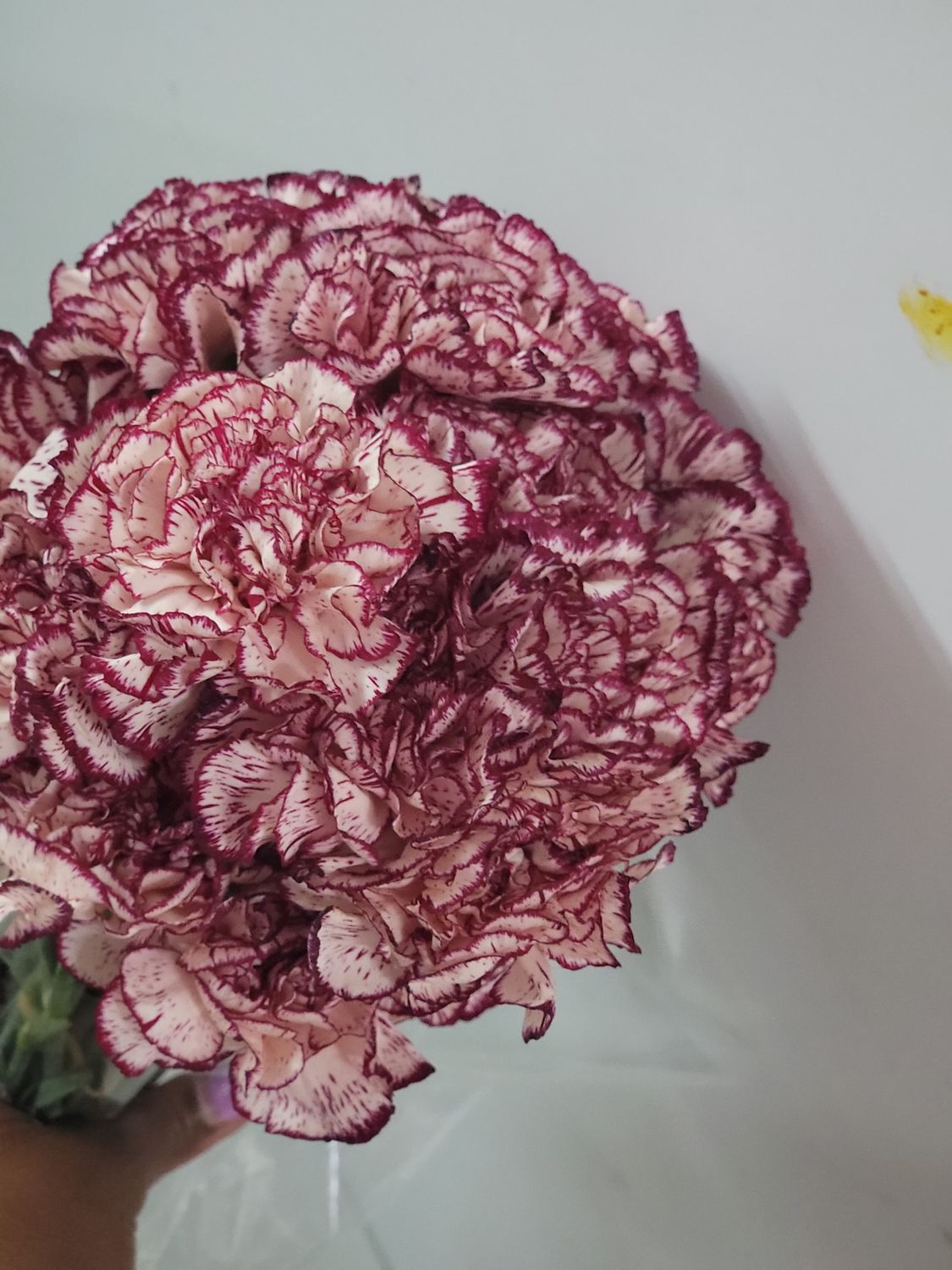 Purple and white variated 