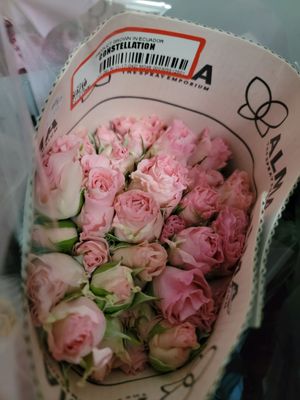 Spray /Mini Roses pink per stem