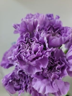 Carnations - lilac