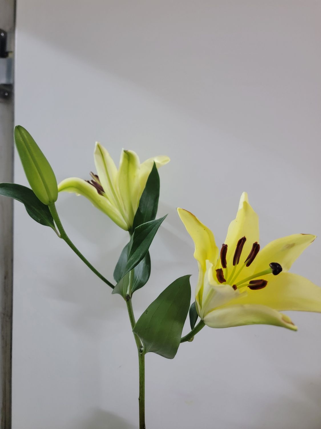 Oriental Lily -  yellow