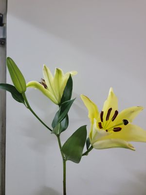 Oriental Lily -  yellow
