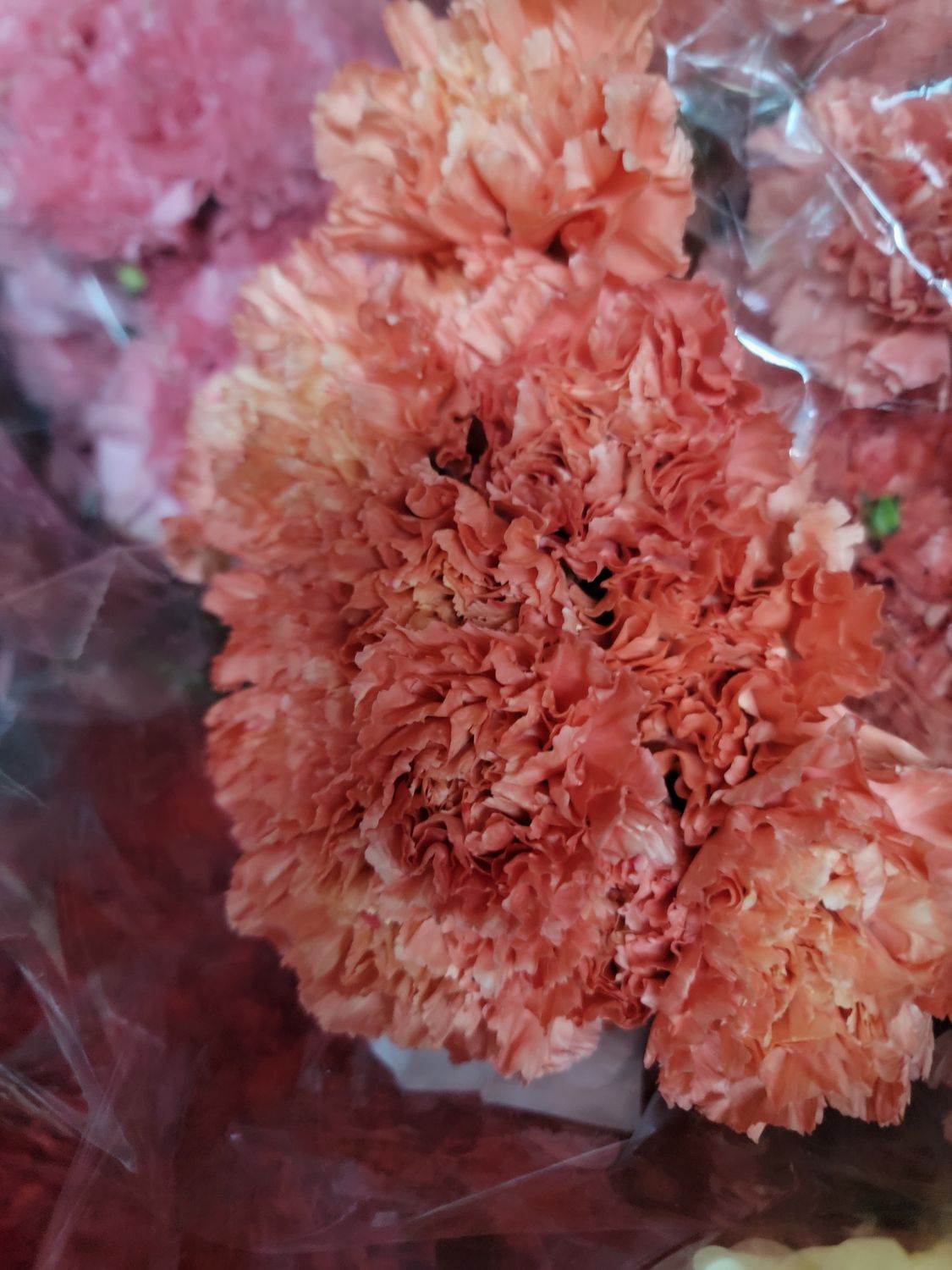 Carnations orange